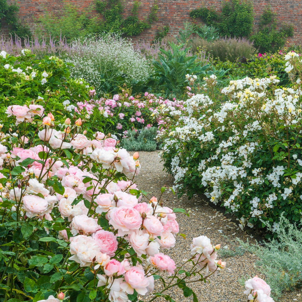 Gentle Hermione® by David Austin®