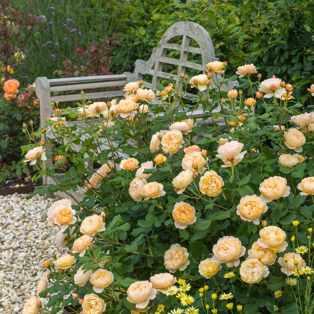 Roald Dahl® David Austin® English Shrub Rose