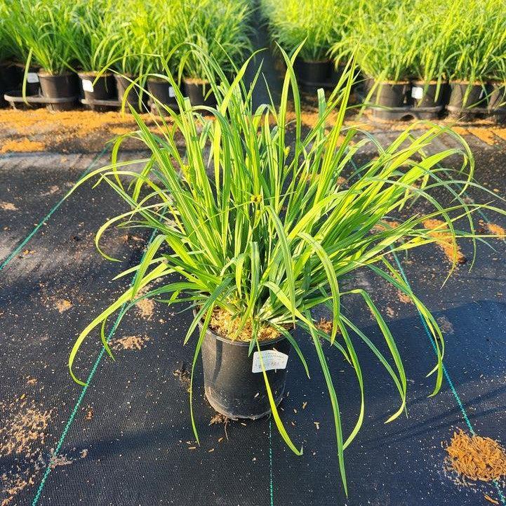 Carex flaccosperma  - Blue Wood Sedge