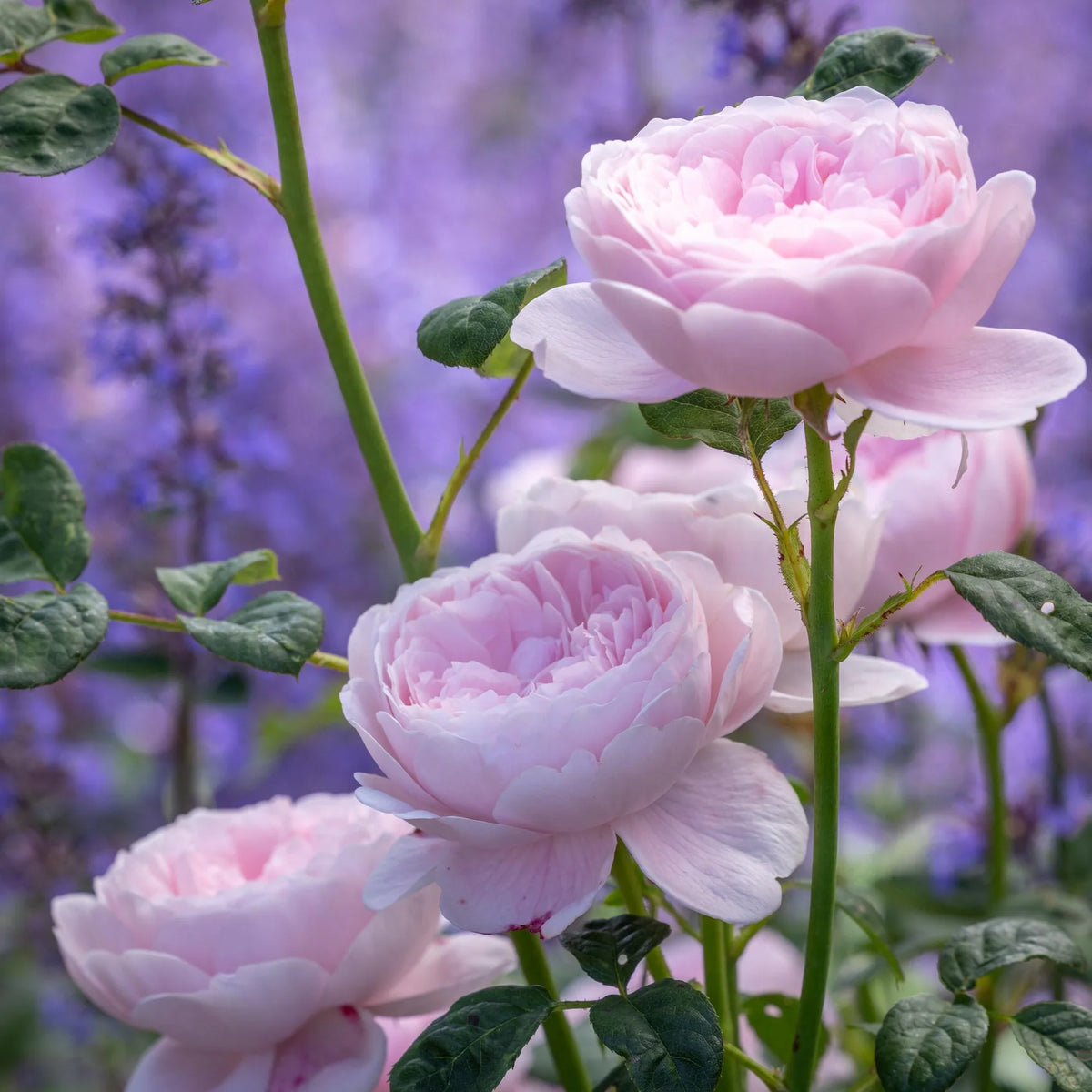 Queen of Sweden by David Austin