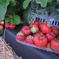 Fragaria x ananassa ‘Flavorfest'  - Flavorfest Strawberry