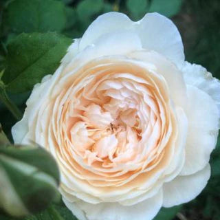 Windermere™ David Austin® English Shrub Rose