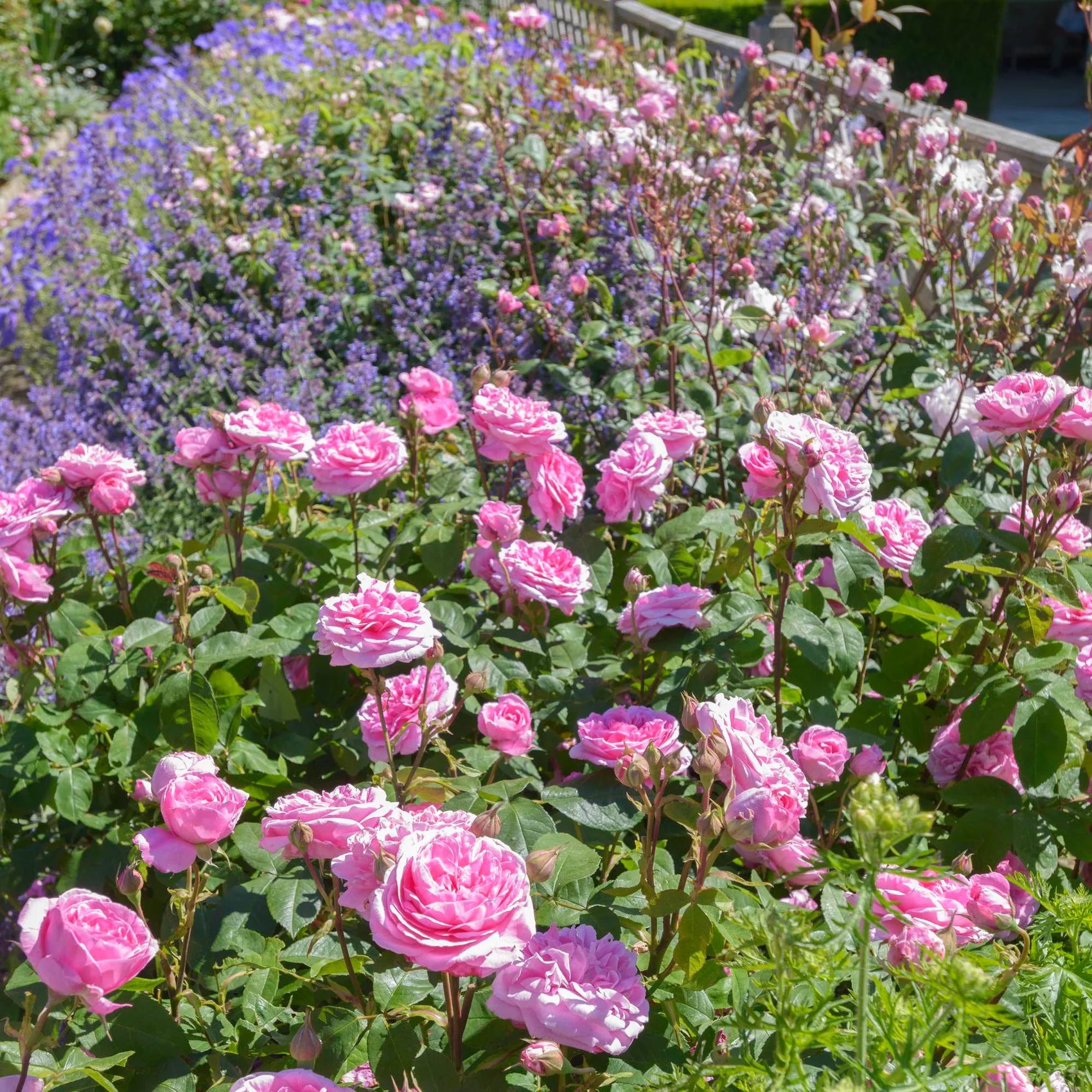 Gertrude Jekyll® David Austin® Climbing Rose