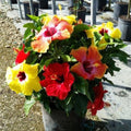 Hibiscus rosa-sinensis 'Bloom Bash'  - Hollywood™ Bloom Bash® Tropical Hibiscus