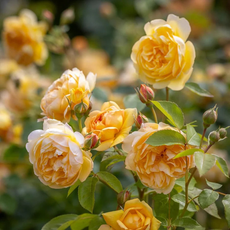 Bring Me Sunshine® by David Austin®
