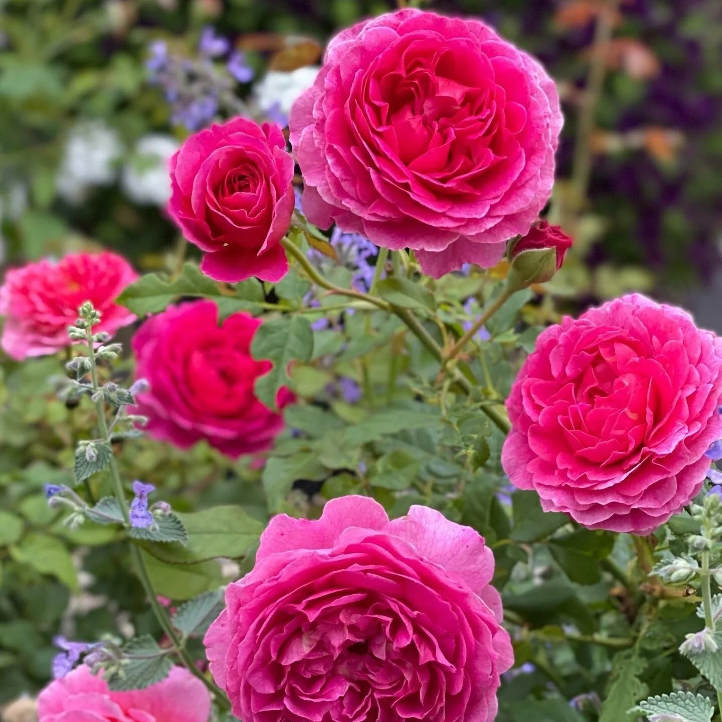 Gabriel Oak™ David Austin® English Shrub Rose