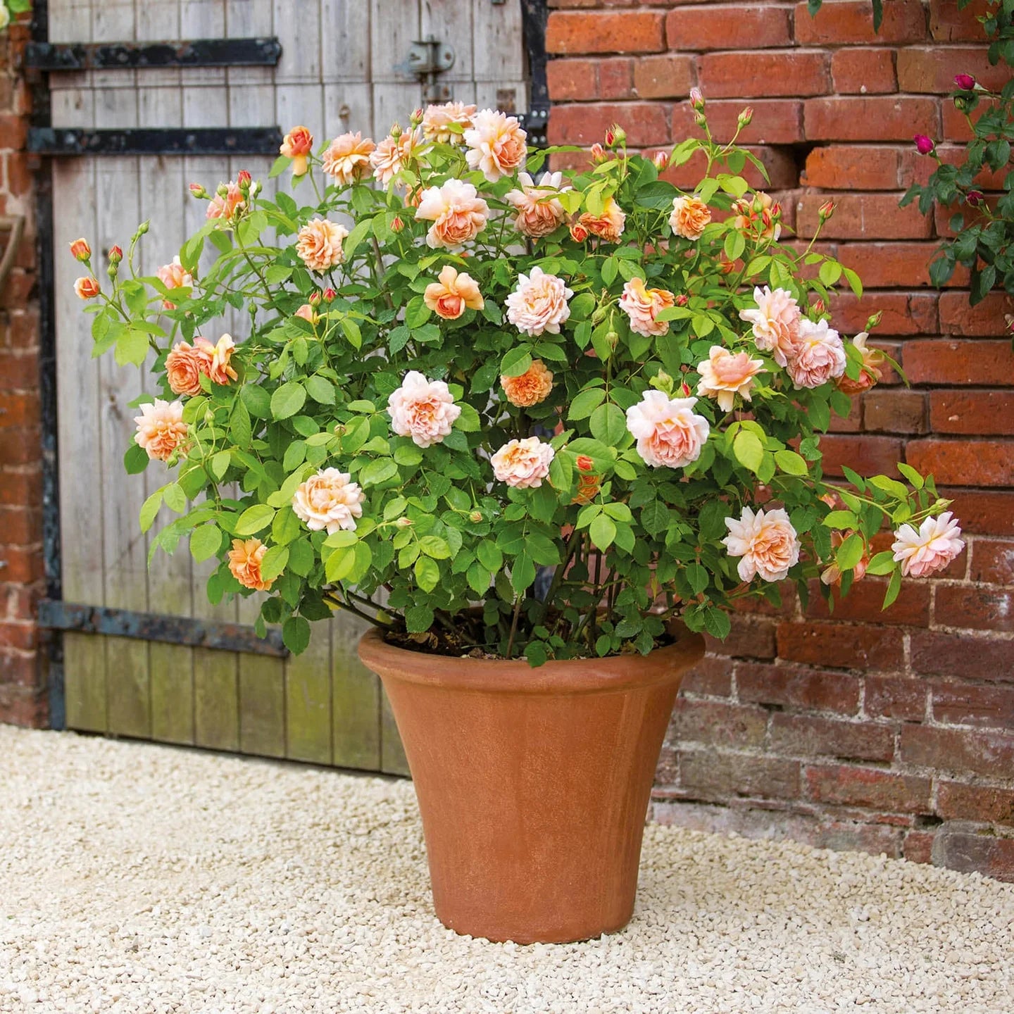 Grace® David Austin® English Shrub Rose