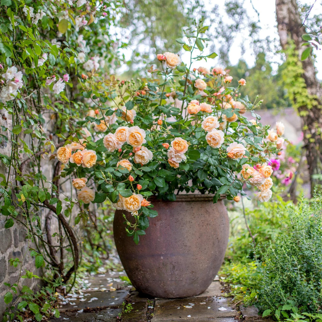 Roald Dahl® David Austin® English Shrub Rose