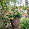 Roald Dahl® David Austin® English Shrub Rose