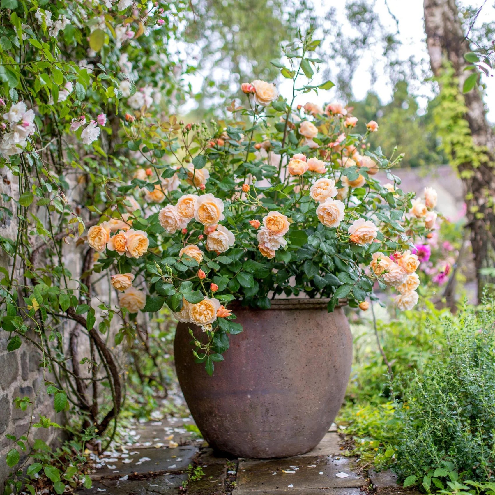 Roald Dahl® David Austin® English Shrub Rose