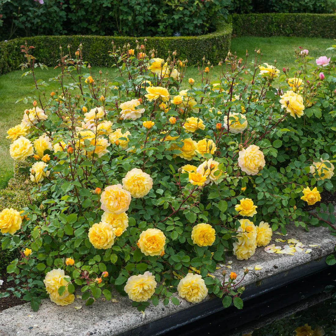 The Poet's Wife® David Austin® English Shrub Rose