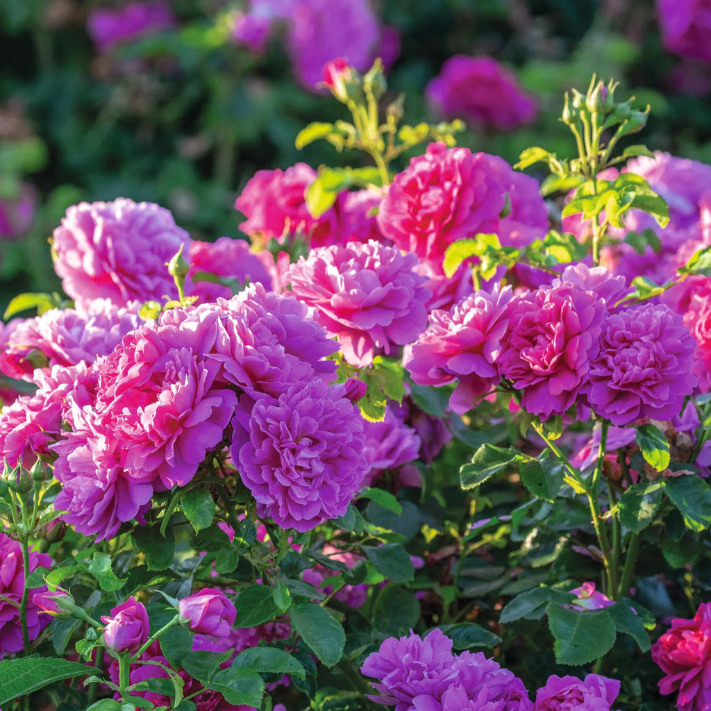 Princess Anne™ David Austin® English Shrub Rose
