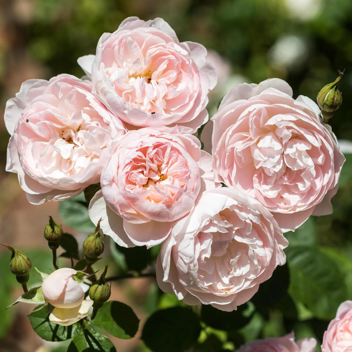 Gentle Hermione® by David Austin®