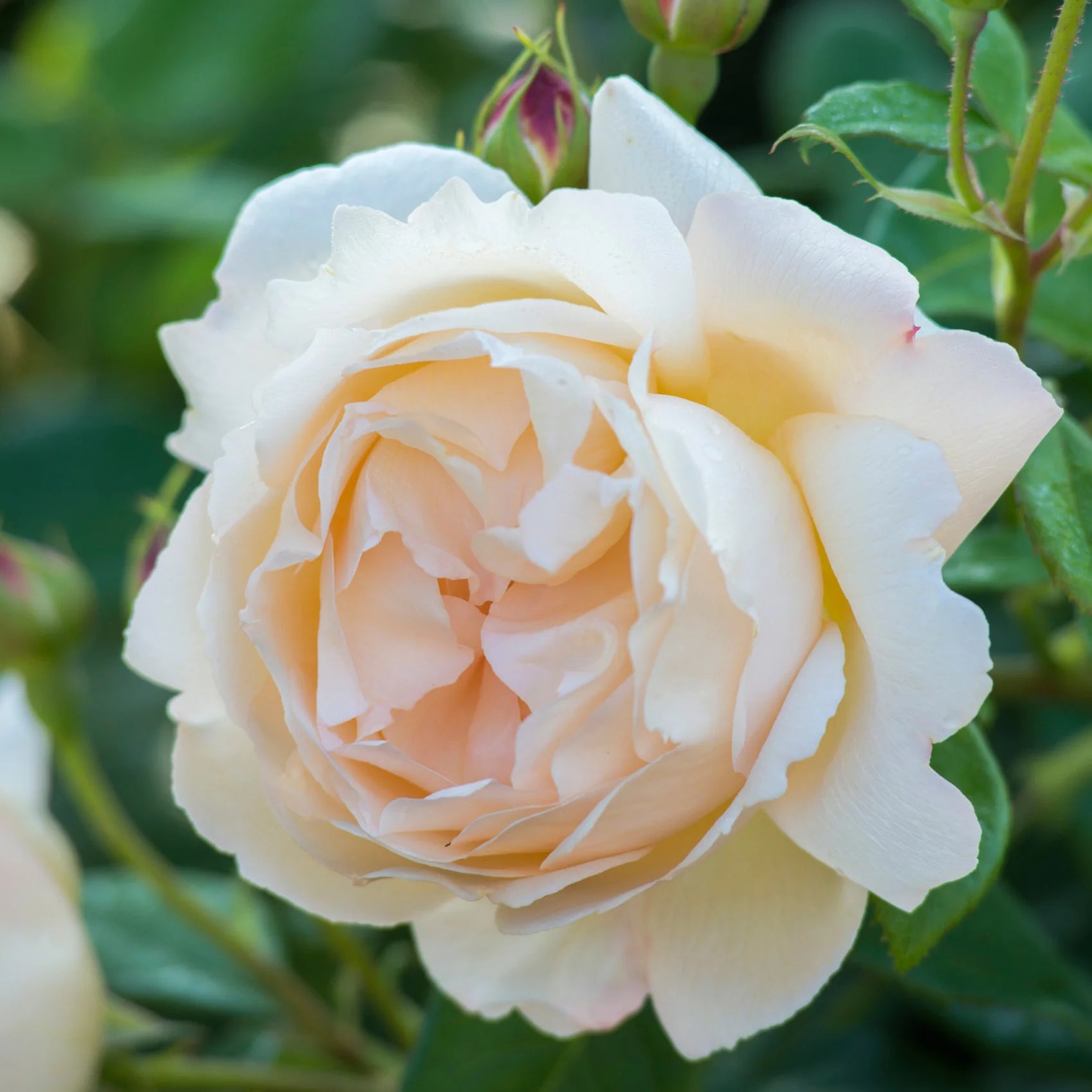 Wollerton Old Hall® David Austin® Climbing Rose