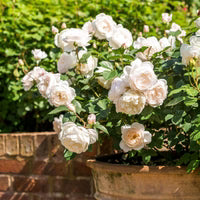 Desdemona® David Austin® English Shrub Rose