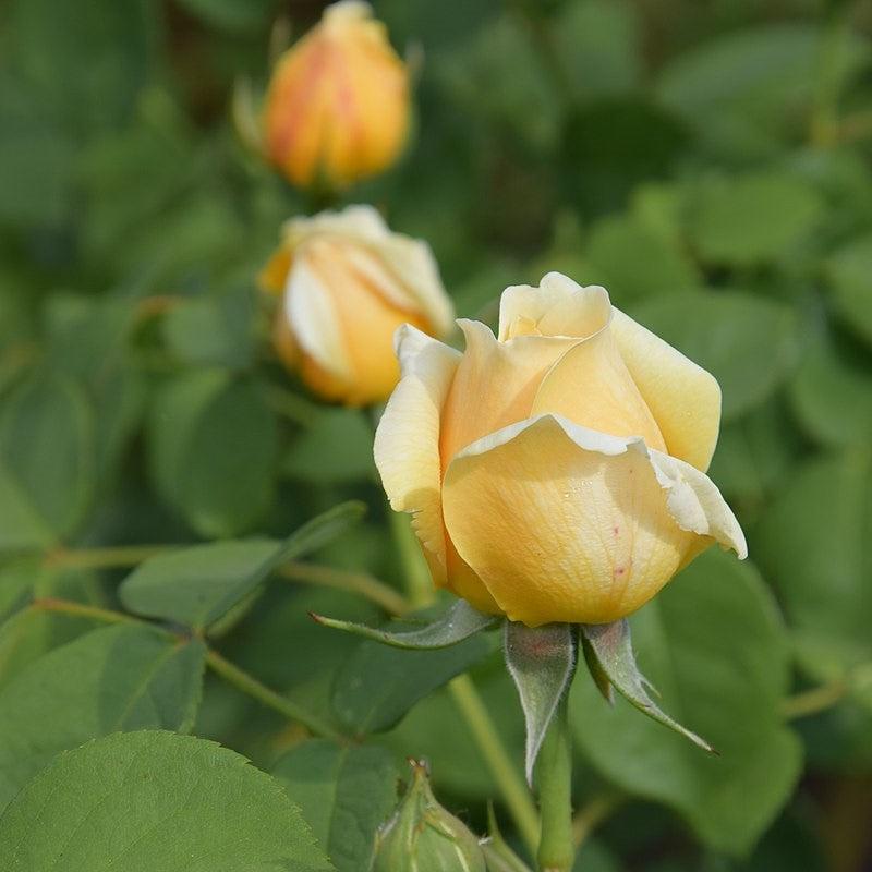 Rosa 'Auspoly'  - Charlotte Rose