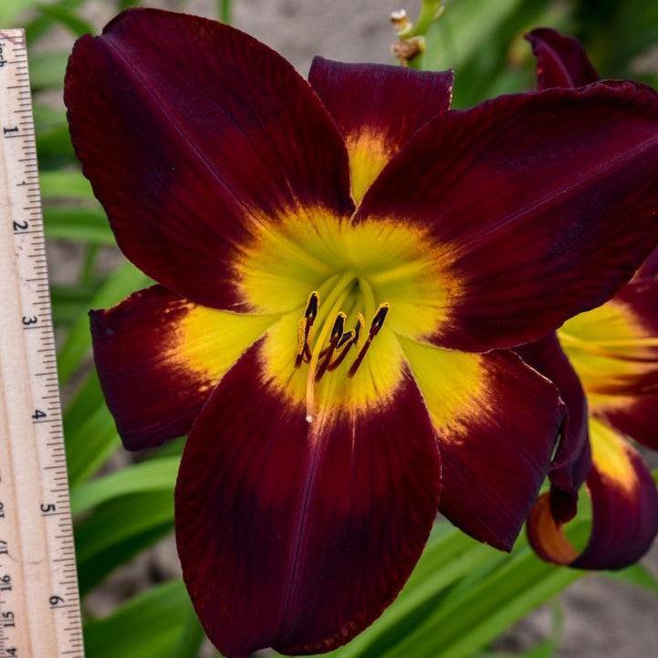 Hemerocallis 'Persian Ruby'  - Rainbow Rhythm® Persian Ruby Daylily