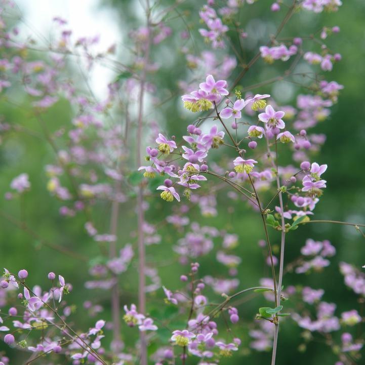 Thalictrum rochebruneanum  - Giant Meadow-Rue