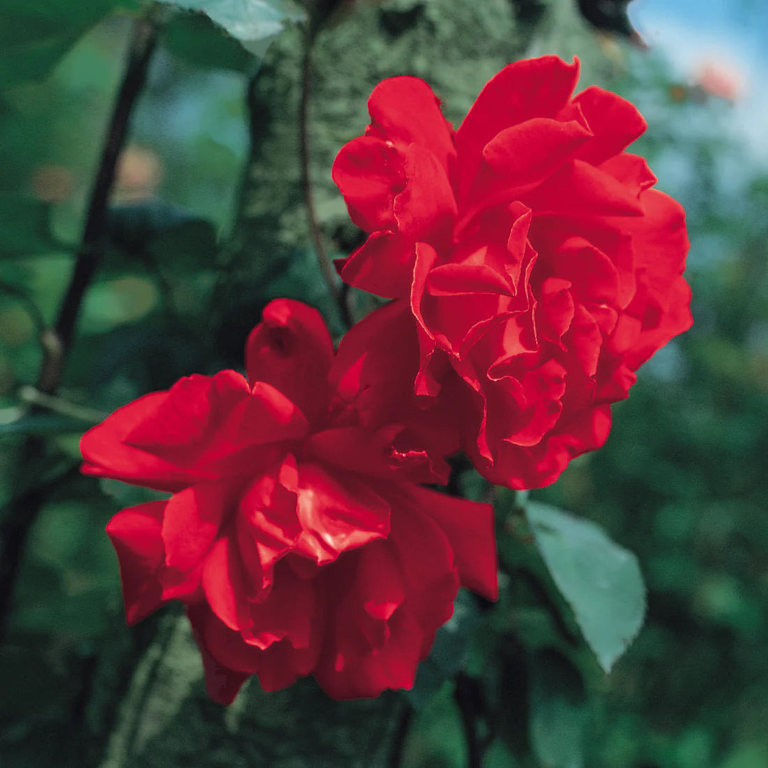 Don Juan® Fortuniana Rootstock Climbing Rose