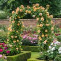 Crown Princess Margareta® by David Austin®