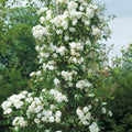 Snow Goose® David Austin® English Rambling Rose