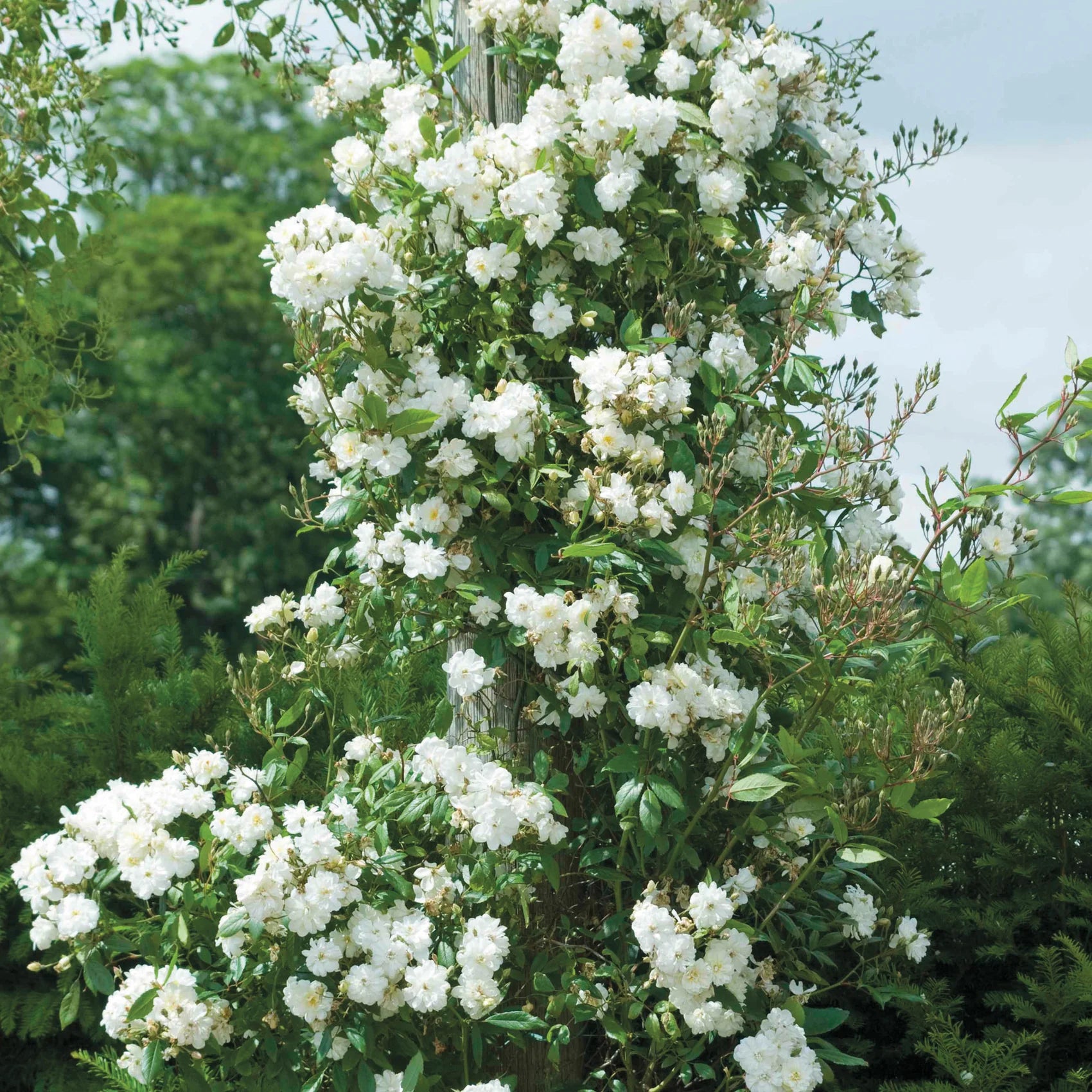 Snow Goose® David Austin® English Rambling Rose