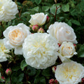 Rosa 'Ausnoble'  - Tranquillity® Rose