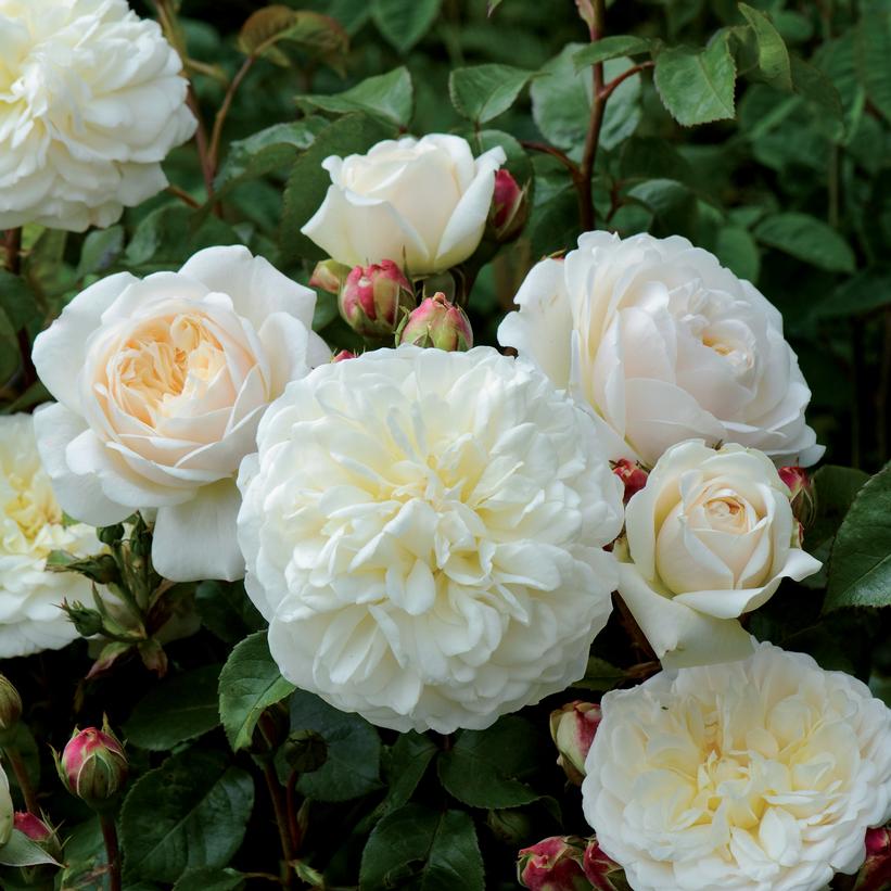 Rosa 'Ausnoble'  - Tranquillity® Rose