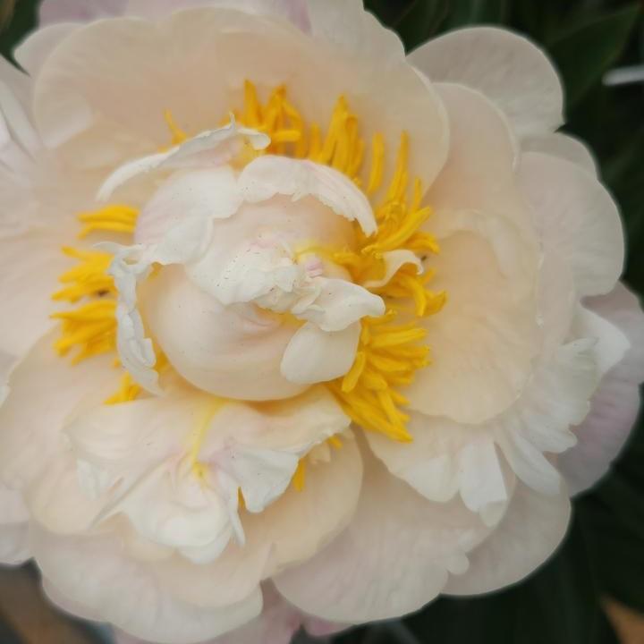 Paeonia lactiflora 'Gardenia'  - Gardenia Peony