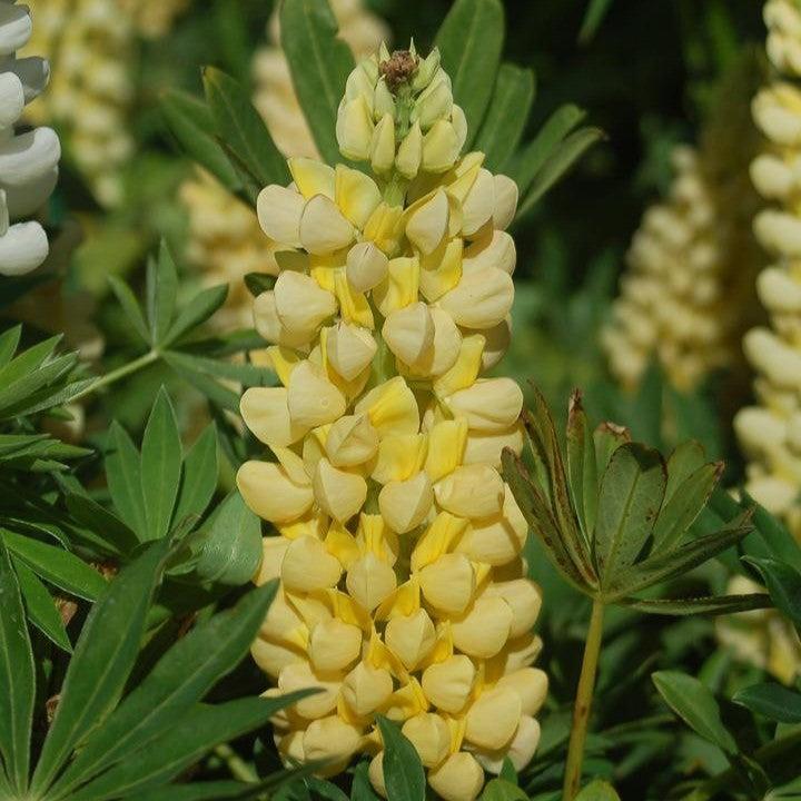 Lupinus 'Chandelier'  - Chandelier Lupine