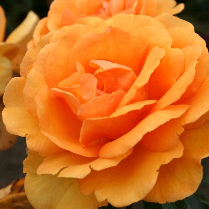 Rosa 'Korberbeni'  - Sunbelt® South Africa® Rose
