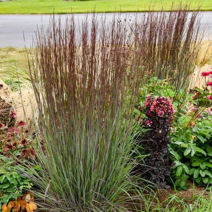 Schizachyrium scoparium 'Cinnamon Sticks'  - Cinnamon Sticks Little Bluestem
