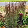 Schizachyrium scoparium 'Cinnamon Sticks'  - Cinnamon Sticks Little Bluestem