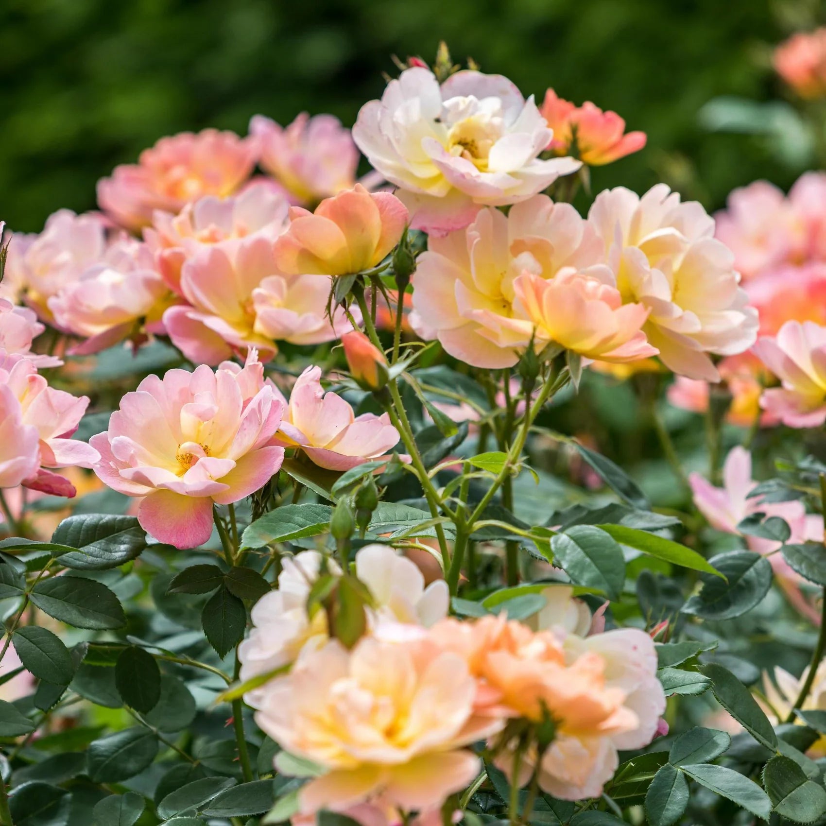The Lark Ascending® David Austin® English Shrub Rose