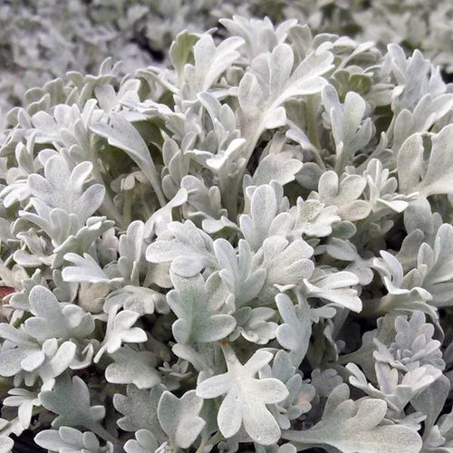 Artemisia 'Silver Brocade'  - Silver Brocade Artemesia