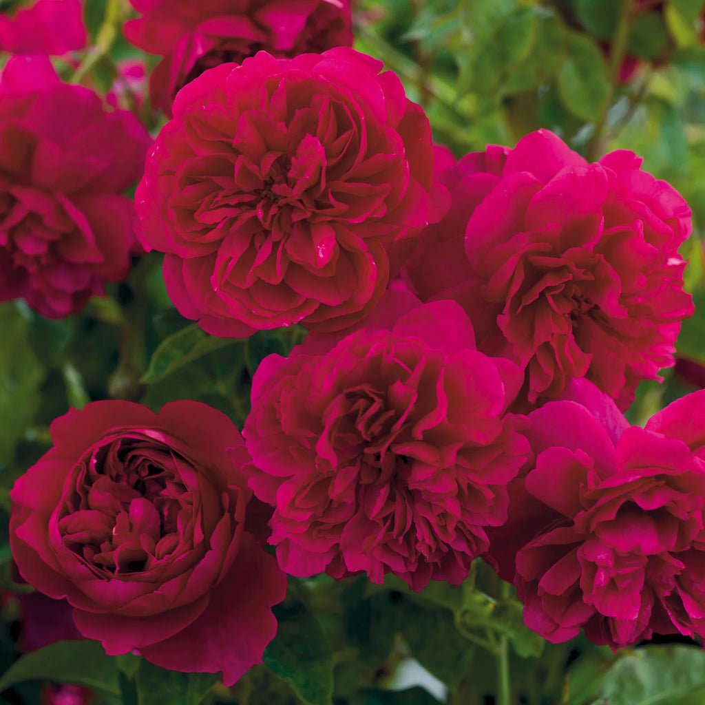 Thomas à Becket™ David Austin® English Shrub Rose