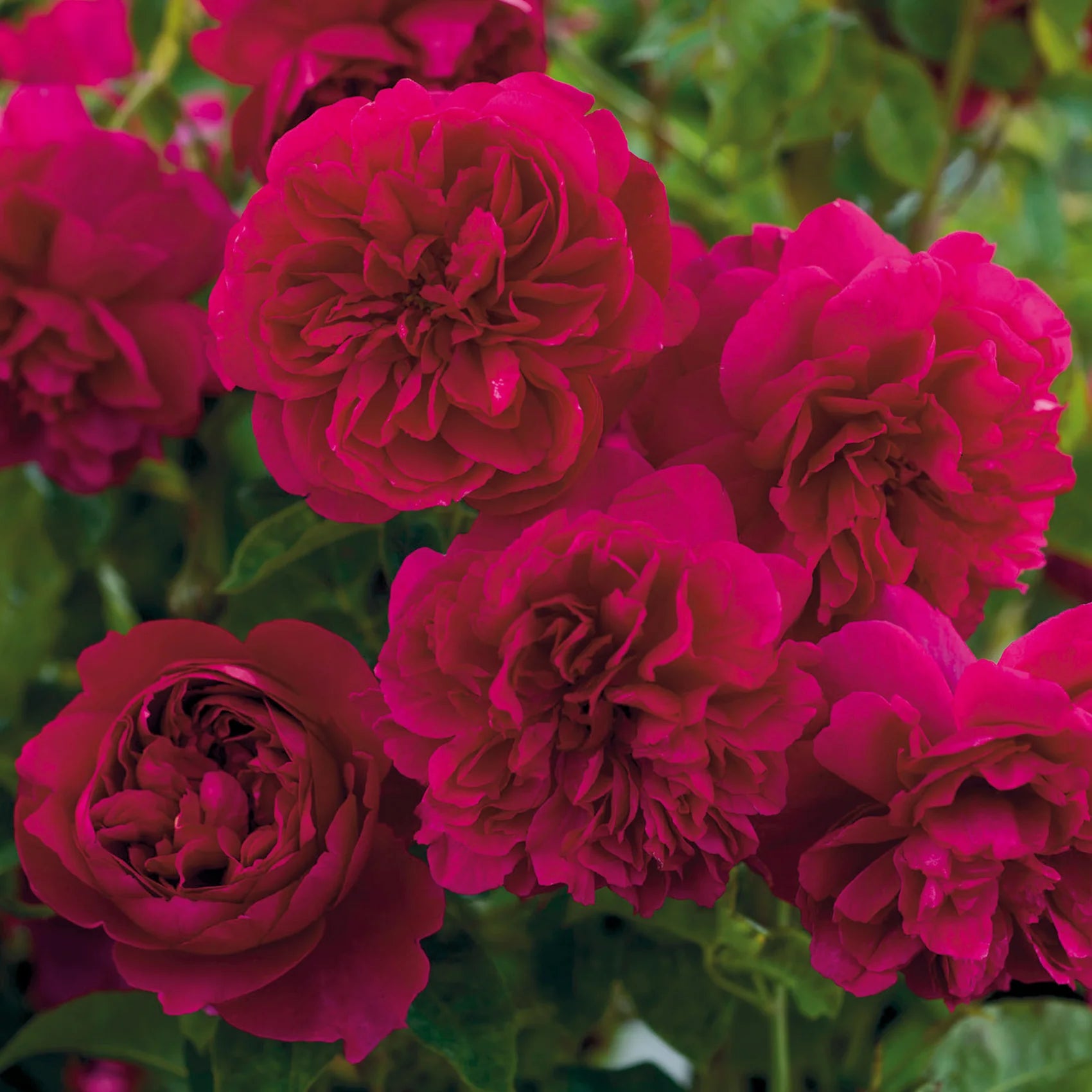 Thomas à Becket™ David Austin® English Shrub Rose