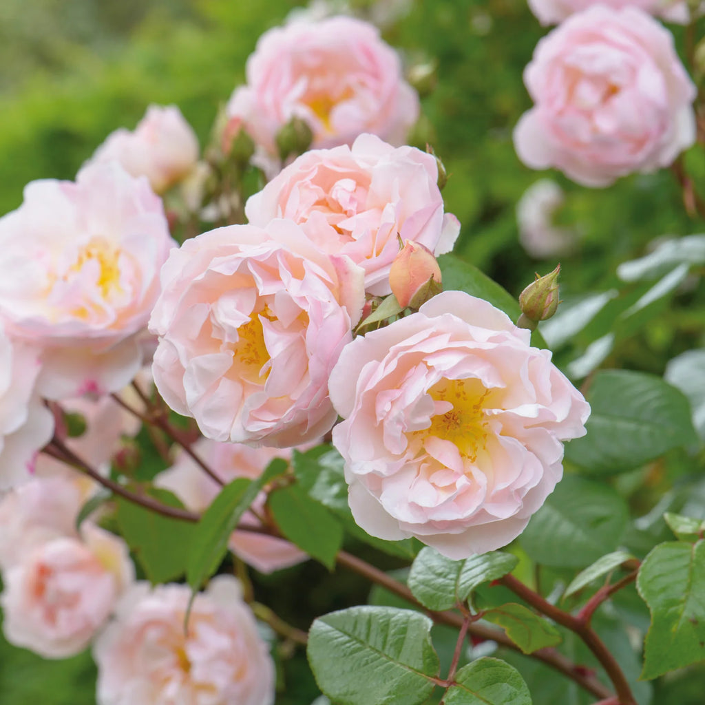 The Lady of the Lake® David Austin® Rambling Rose