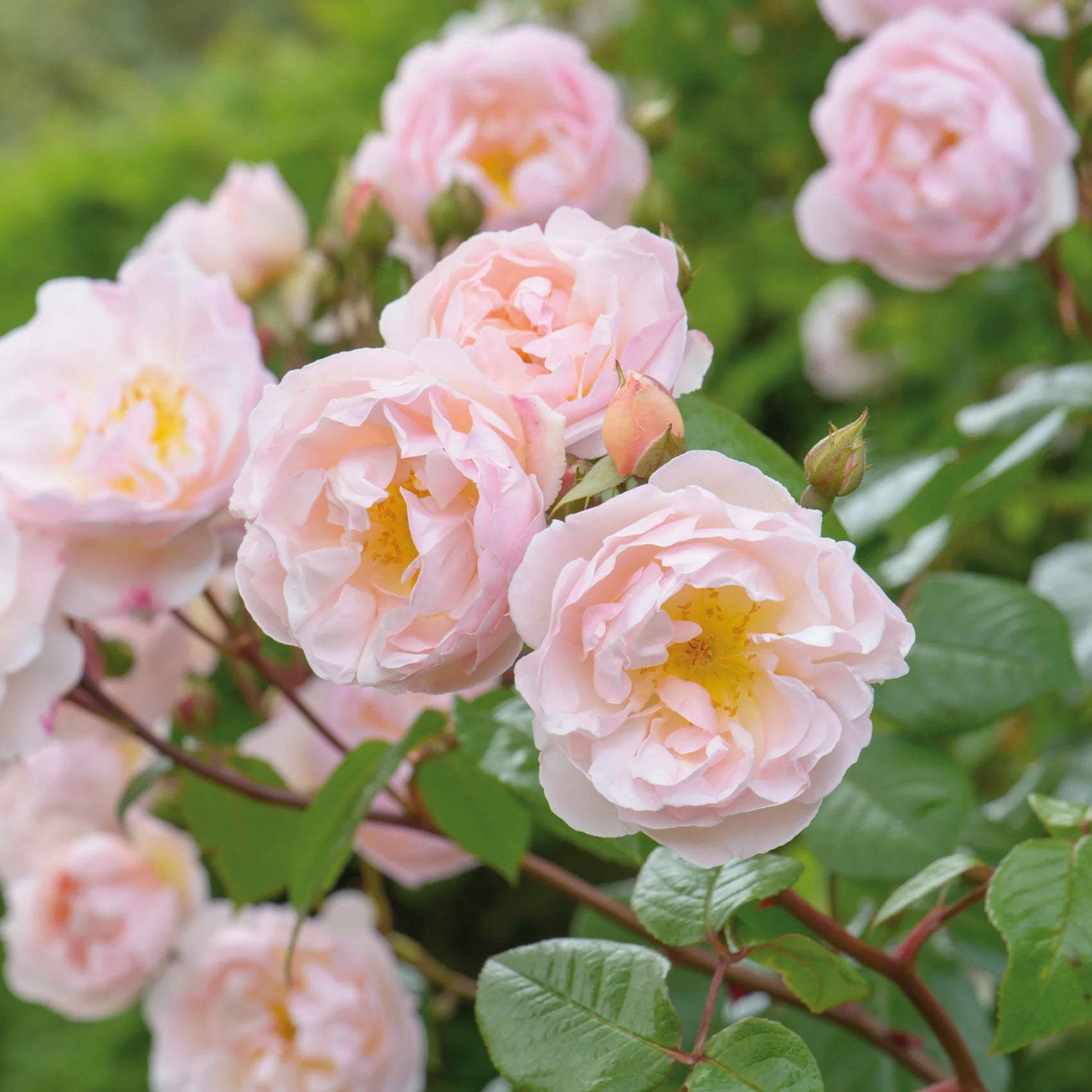 The Lady of the Lake® David Austin® Rambling Rose