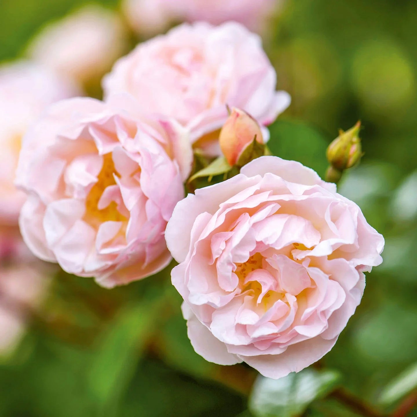 The Lady of the Lake® David Austin® Rambling Rose