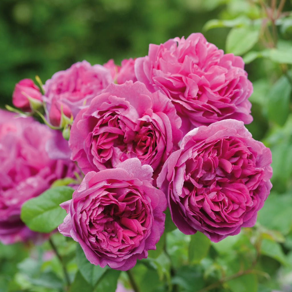 Young Lycidas® David Austin® English Shrub Rose