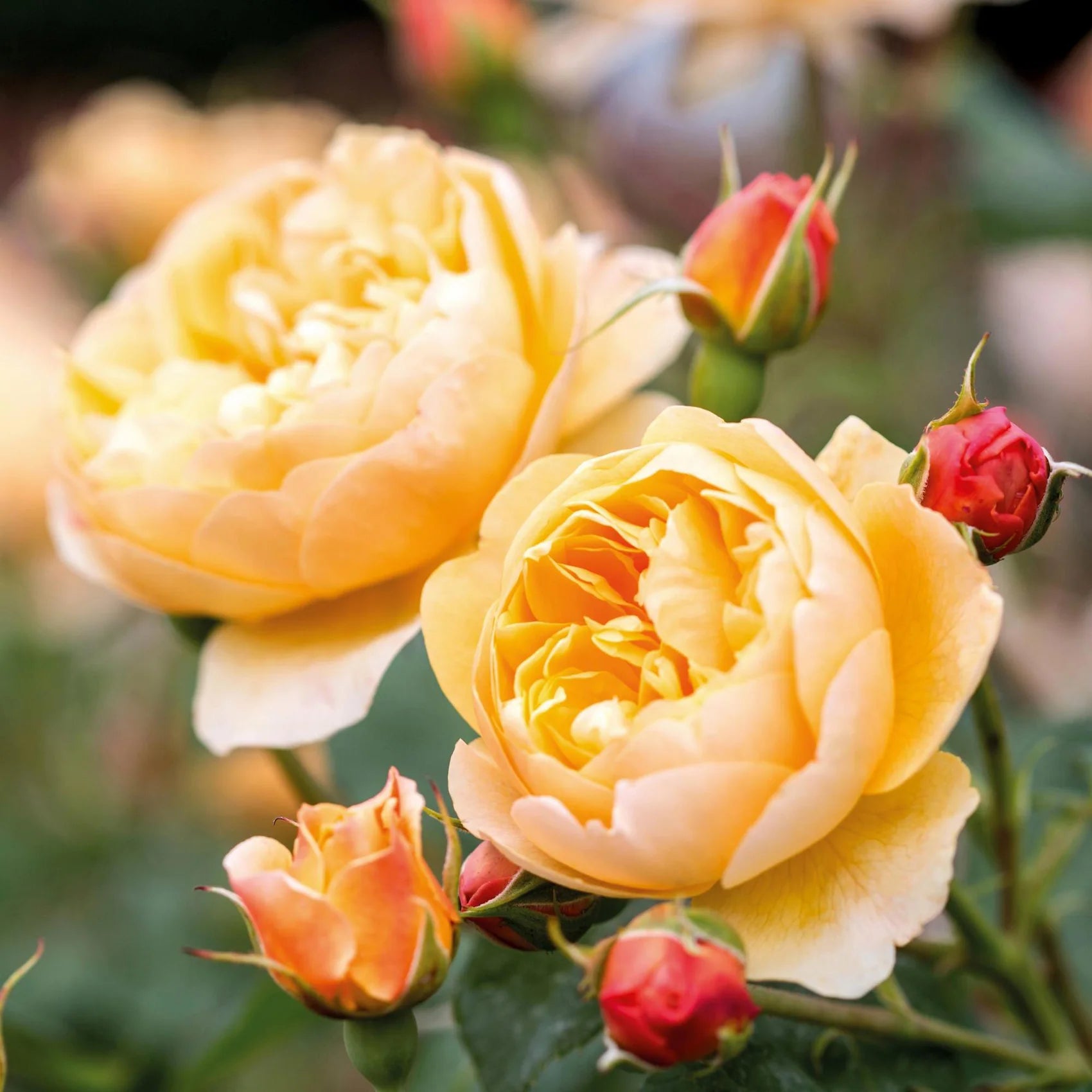 Roald Dahl® David Austin® English Shrub Rose