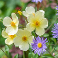 Tottering-by-Gently™ David Austin® English Shrub Rose