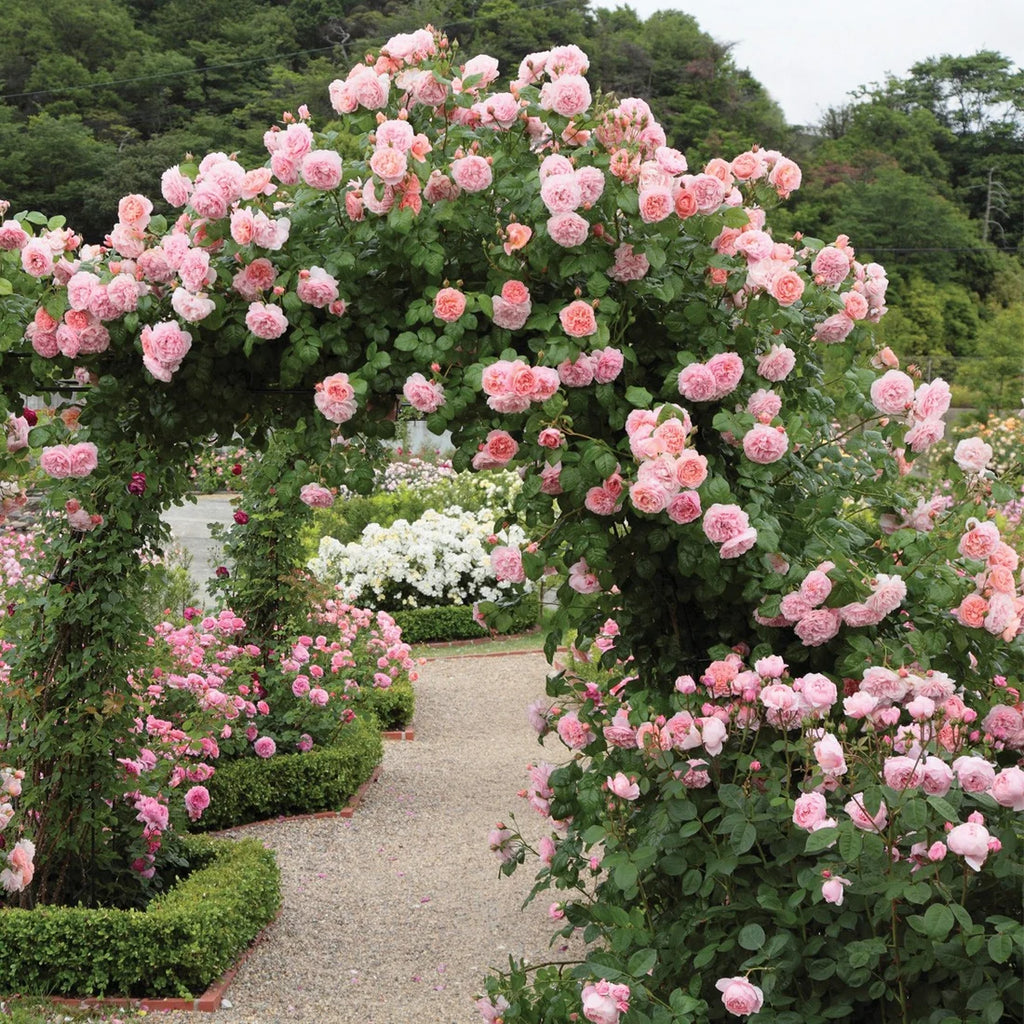 Strawberry Hill™ David Austin® Climbing Rose