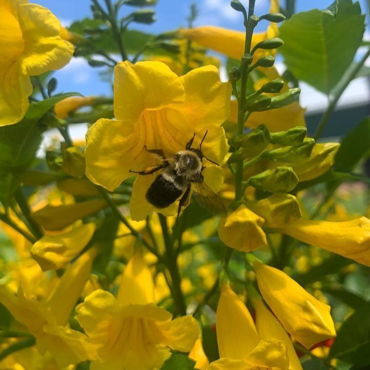 Tecoma x 'SMNTSC' PP 35,751  - Chicklet® Gold Trumpet Bush