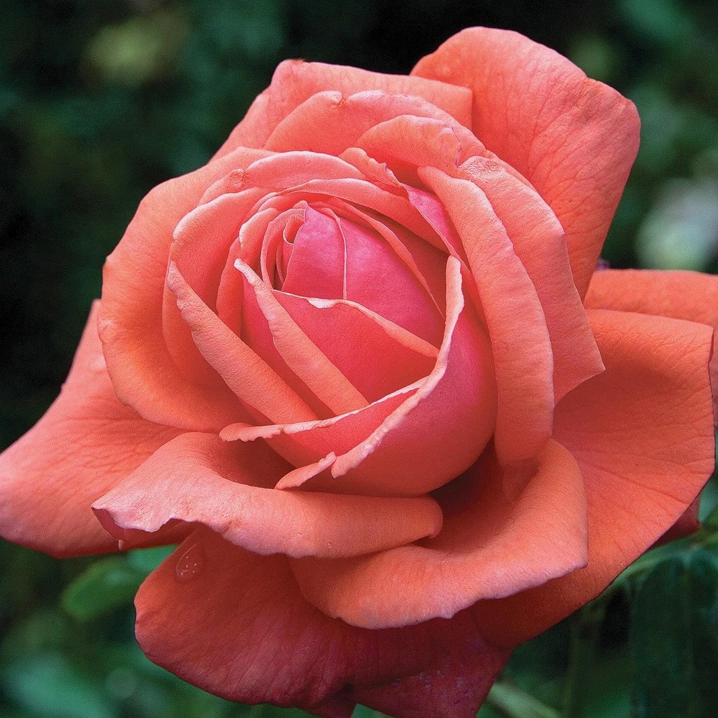 Rosa 'Tanellis'  - Fragrant Cloud Rose