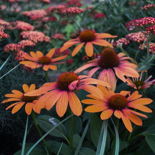Echinacea 'Orange You Awesome'  - Color Coded® Orange You Awesome Echinacea