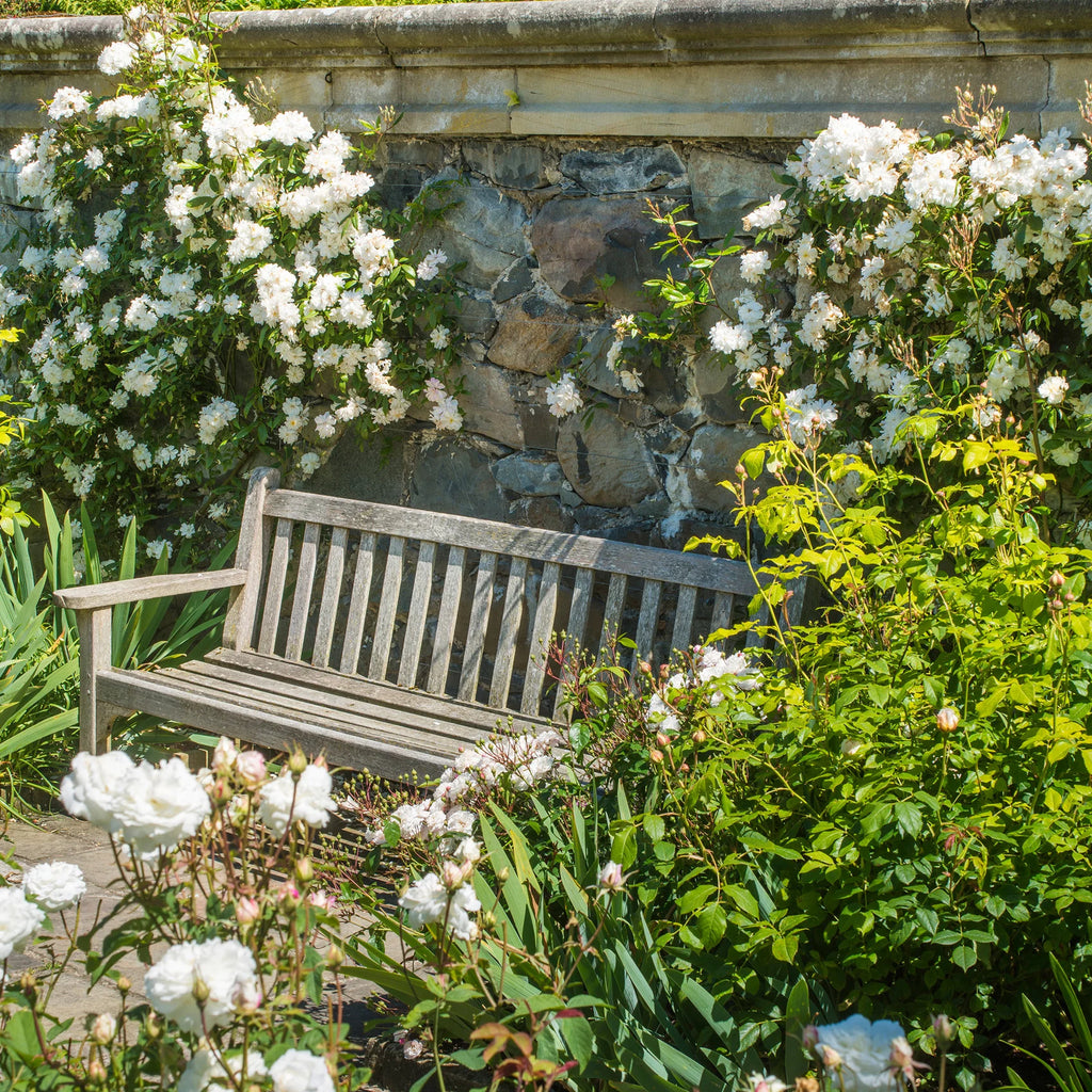 Snow Goose® David Austin® English Rambling Rose