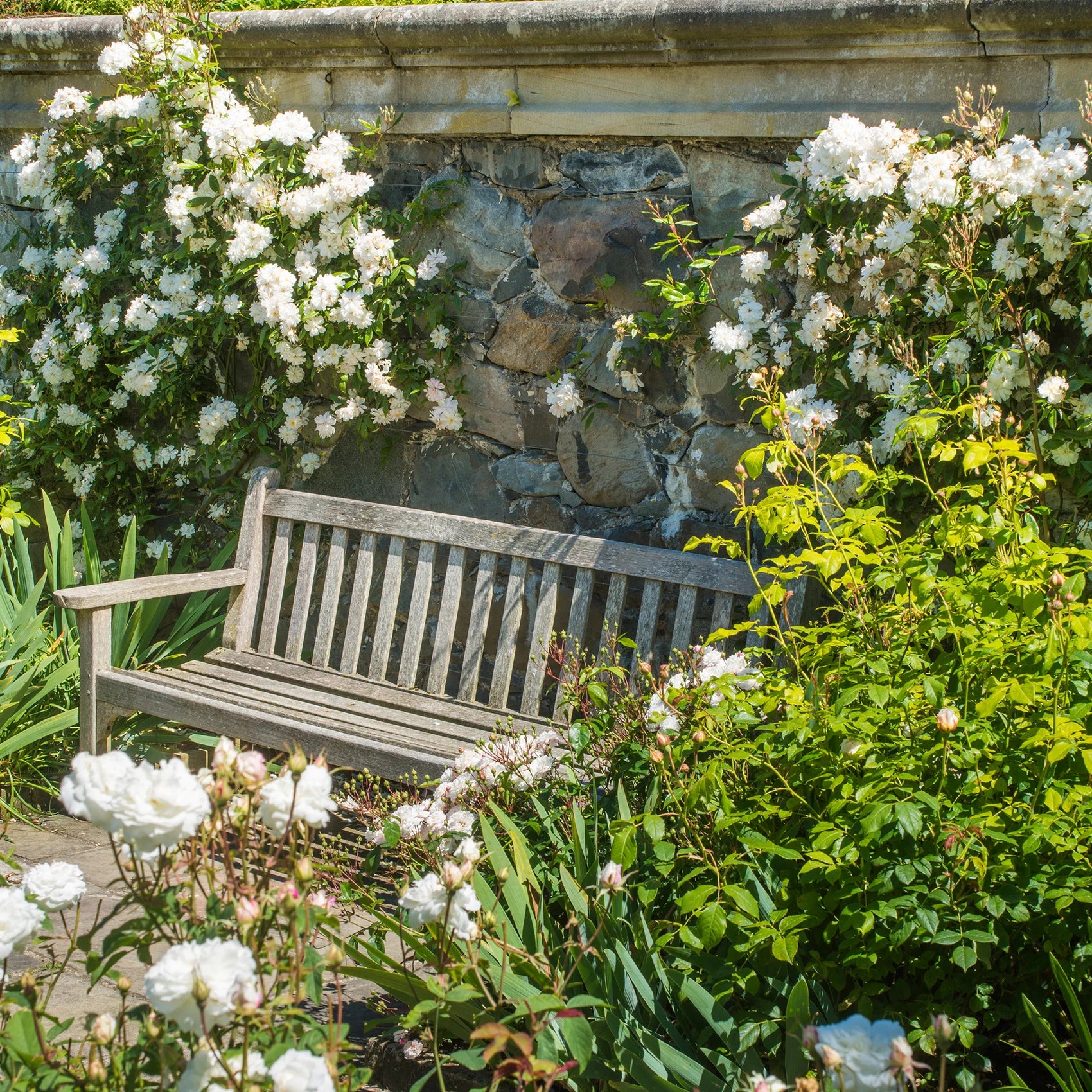 Snow Goose® David Austin® English Rambling Rose