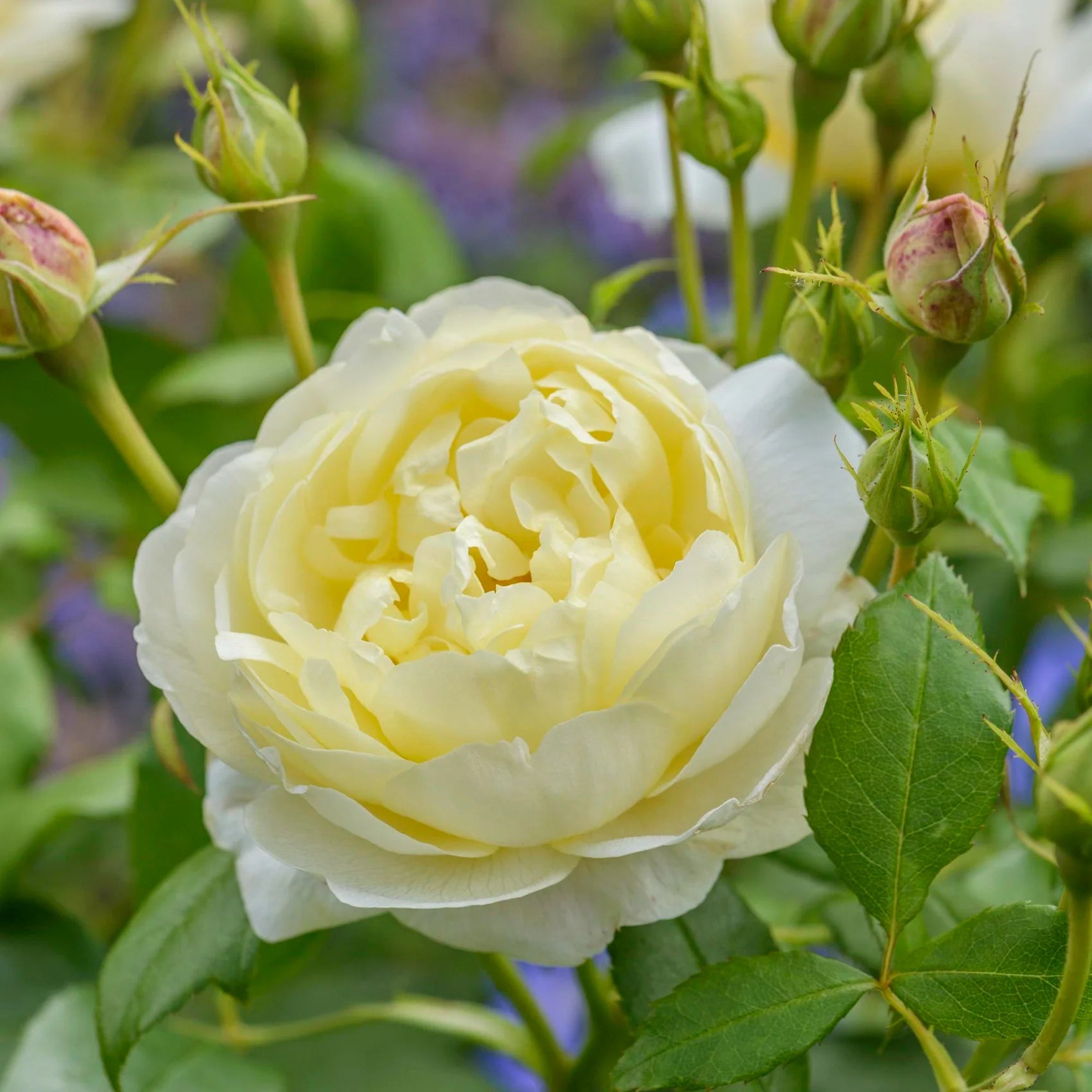 Vanessa Bell® David Austin® English Shrub Rose